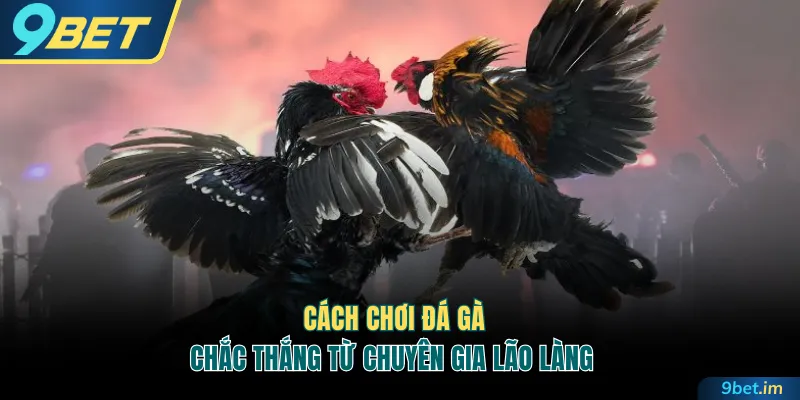 Cách chơi đá gà chắc thắng từ chuyên gia lão làng