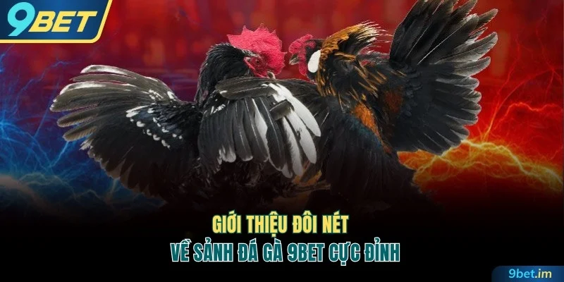Đôi nét về sảnh đá gà 9BET