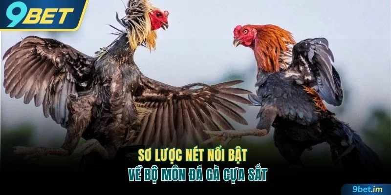 Sơ lược nét nổi bật về bộ môn đá gà cựa sắt