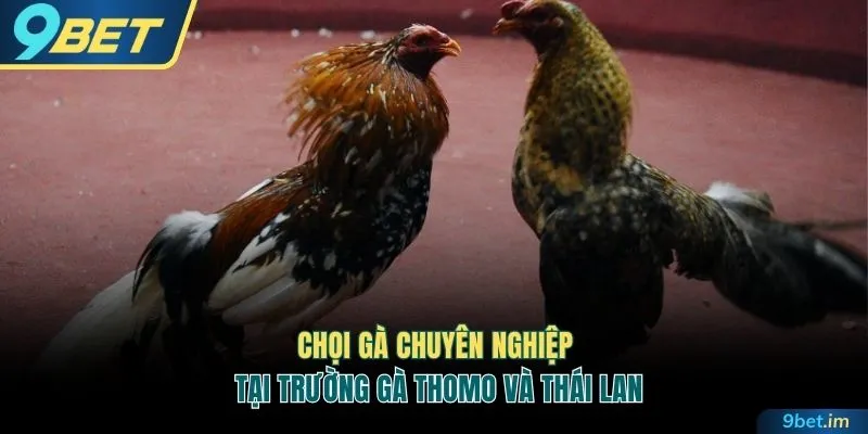 So sánh chọi gà chuyên nghiệp tại Thomo và Thái Lan