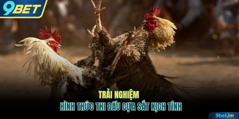 Trải nghiệm hình thức thi đấu cựa sắt kịch tính